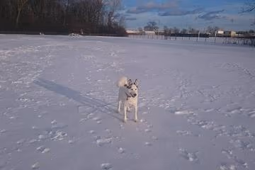 Mark Twain Dog Park photo 1